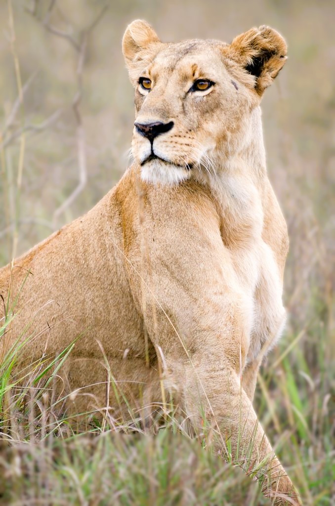 Lionesses